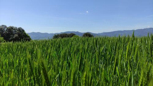 Agroturismo Mas Ca La Coixa