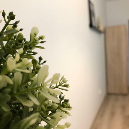 Hostal Kwadrat Apartamenty Grottgera