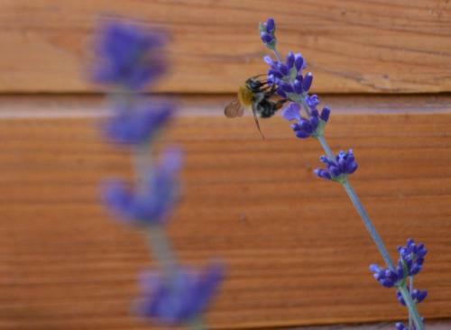 Lodge Lawendowo- Domki, Apartamenty, Sauna I Jacuzzi