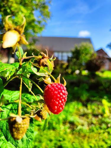 Agroturystyka "dobre Czasy"