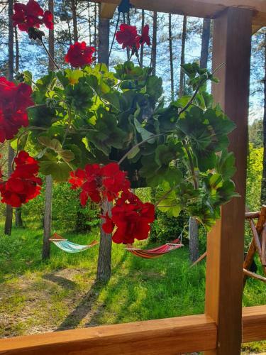Smerekowiec Domek W Lesie