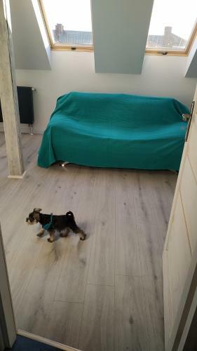 Apartament Witkacego Zielony