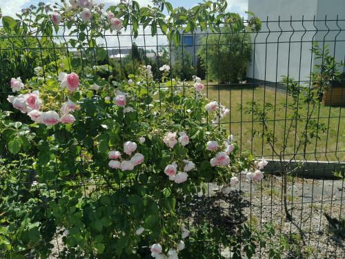 Sunny Garden Apartment