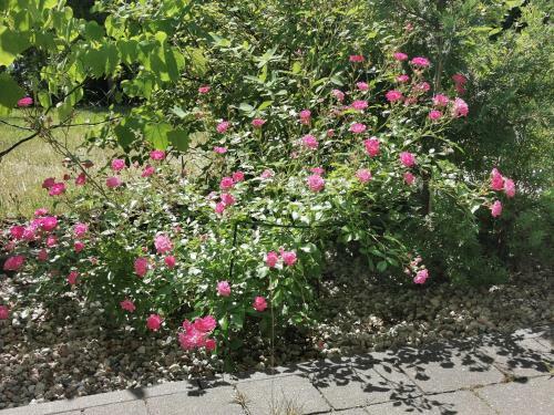 Sunny Garden Apartment