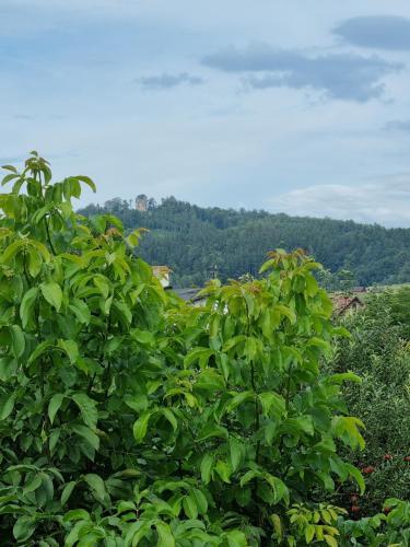Domek Drwala K. Karpacza