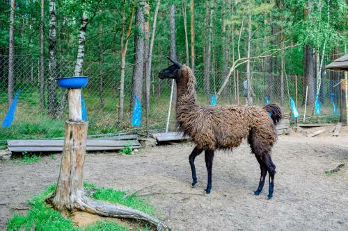 Apartamento Camping Koziolkowo