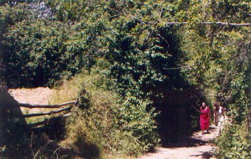 El Risco Del Lomero