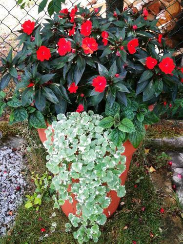 Bed & Breakfast Dom Nad Wigrami