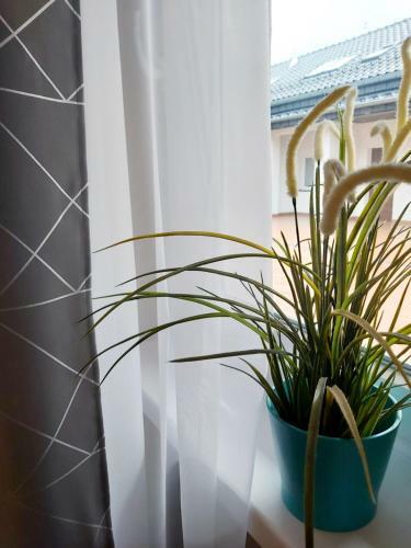 Apartament Wiktoria ?wierad�w Zdr�j