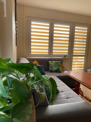 Apartament Arko?ska