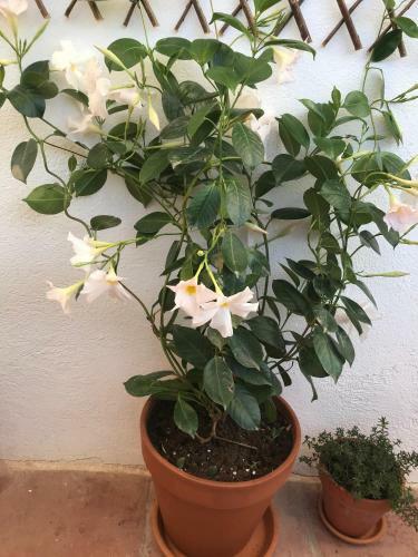 Apartamento Appartement Elsa Valencia