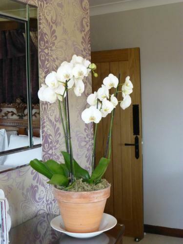 Coedllys Country House B&B