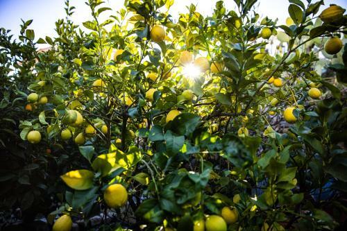 Apartamento The Lemon Tree