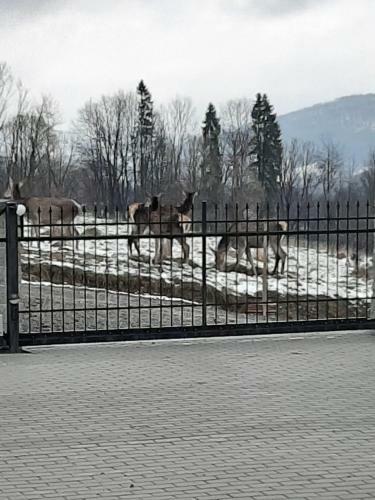 Villa Dom U Julii Nad Strwi??em