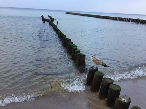 Apartament 27 Dwie Sosny