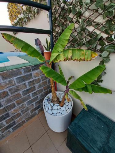 Apartamento Atico Con Piscina Privada