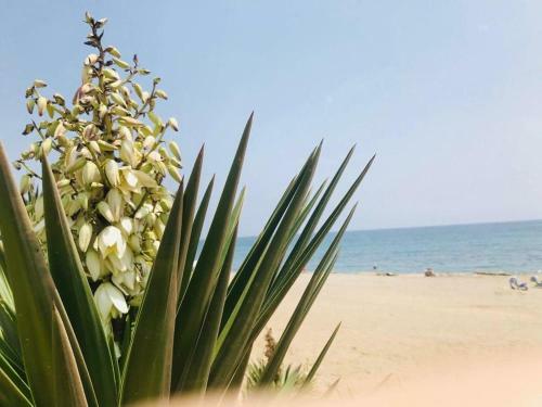 Apartamento White Seagull Laguna Beach Vera Playa