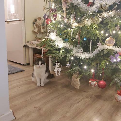 Nadmorskie Apartamenty