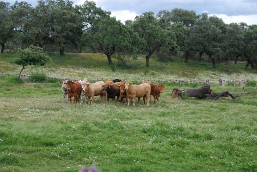 Hostal Los Encinares