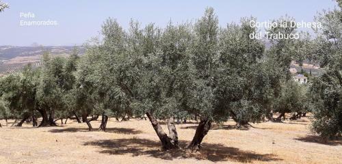 Agroturismo Cortijo La Dehesa Del Trabuco