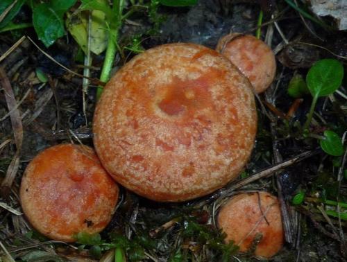 La Casita De Vistabella