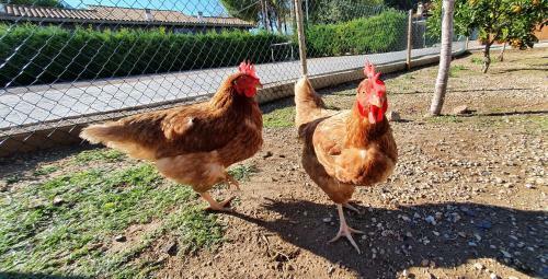 Villa Rufol