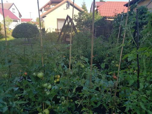 Apartamento Dom Colonia