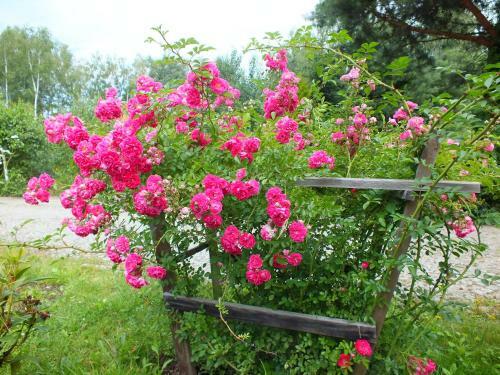 Agroturismo Sum�wko Le?ne Siedlisko