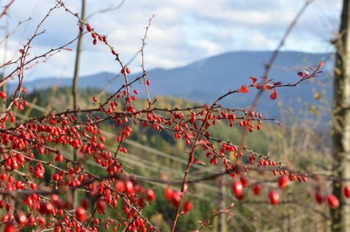 Cha?upa Z Widokiem W G�rach