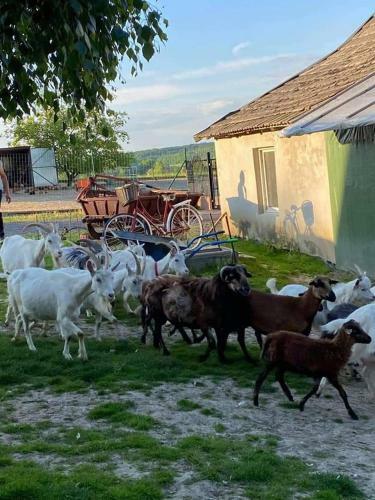 Gosp. Agroturystyczne Stary Gaj