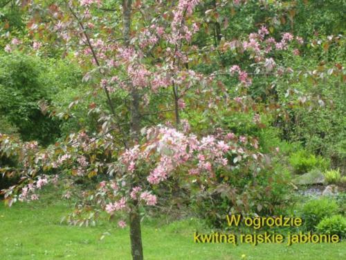 Domek Regionalny Busola