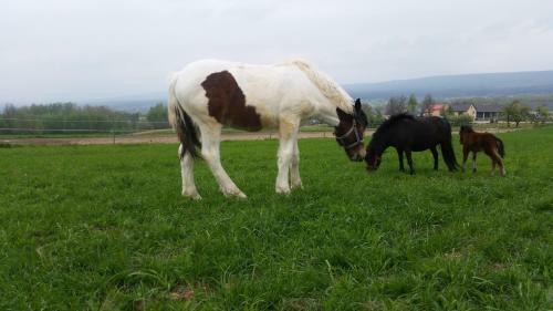 Agroturismo Stylowy Pok�j W Stajni