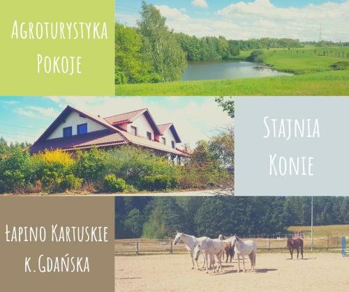 Bed & Breakfast Agroturystyka Sakowc�wka (Stajnia)