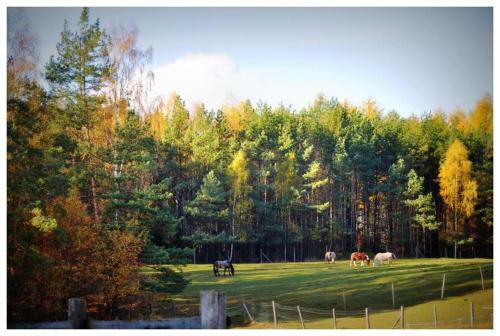 Bed & Breakfast Agroturystyka Sakowc�wka (Stajnia)