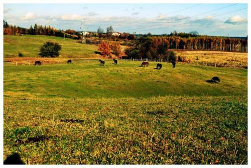 Bed & Breakfast Agroturystyka Sakowc�wka (Stajnia)