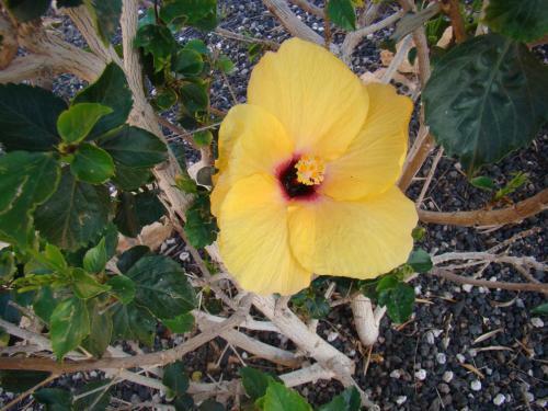 Bed & Breakfast Villa Vital Fuerteventura - Hospitable, Atmospheric, Authentic, Small-scale Accommodation