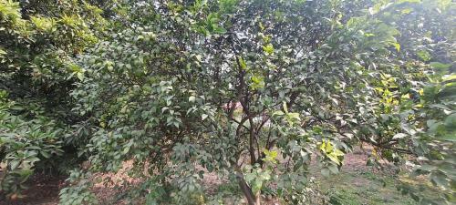 Agroturismo Peacefull Farm