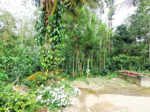 Tripthrill Karemane Homestay