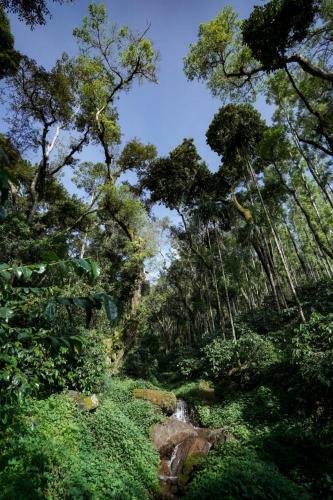 Livingstone The Coffee Ranch