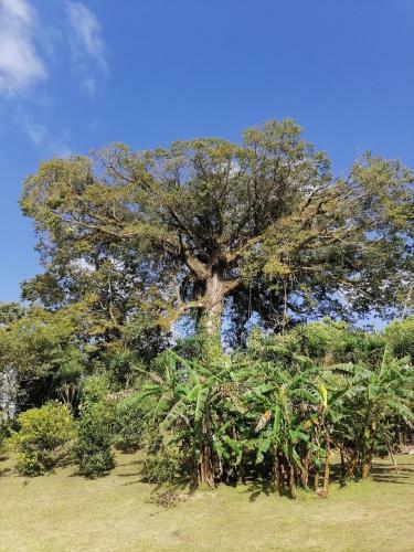 Bed & Breakfast La Ceiba Tree Lodge