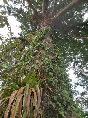 Bed & Breakfast La Ceiba Tree Lodge