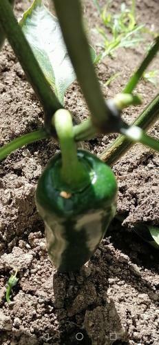 Bed & Breakfast La Ceiba Tree Lodge