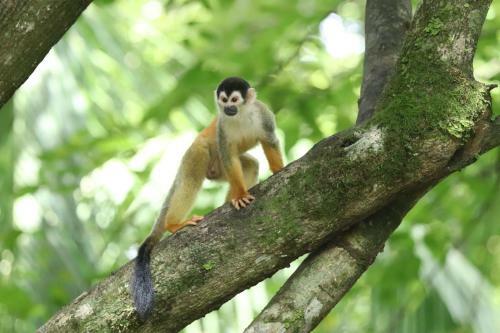 Four Monkeys Eco Lodge