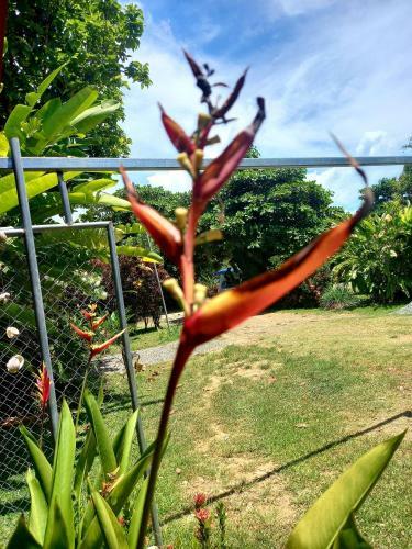 Ballena Oasis Lodge