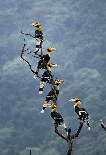 Adventure Inn Dandeli