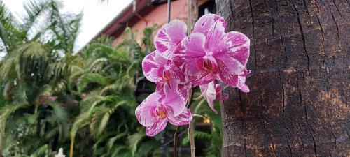 Hotel Pride Chira Meadows Ecoresort & Wellness Spa, Dapoli
