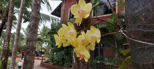 Hotel Pride Chira Meadows Ecoresort & Wellness Spa, Dapoli