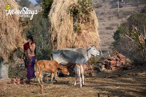 Dwarahat Village Homestay- Pahadi Ghar