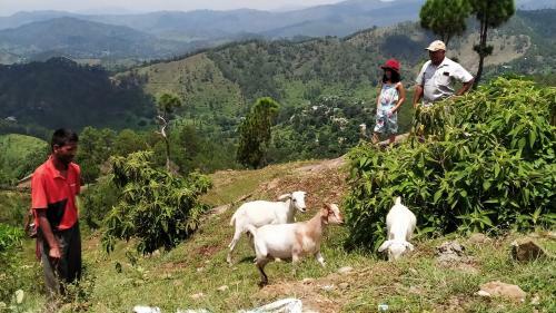 Dwarahat Village Homestay- Pahadi Ghar
