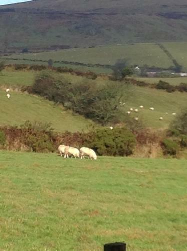 Brynhaul Bed And Breakfast